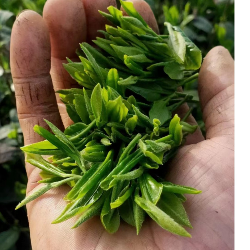 2023 Green Tea XinYang MaoJian